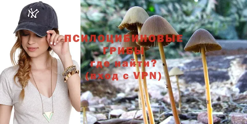 где купить   Вятские Поляны  мориарти формула  Галлюциногенные грибы Psilocybe 